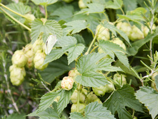 We want your hops! - Adnams PLC