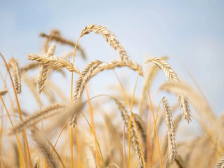 Adnams Legends - Local Grain - Adnams PLC
