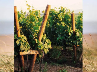 Wine of the month- Grüner Veltiner - Adnams PLC