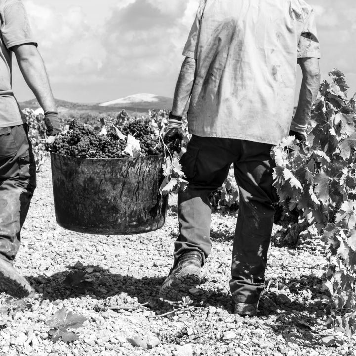 Hand harvested from low yielding old vines.