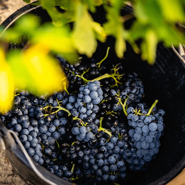 Modern, fresh Beaujolais