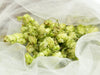 We need your wild hops! - Adnams PLC