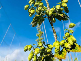 Exploring-the-Future-of-British-Hops Adnams PLC