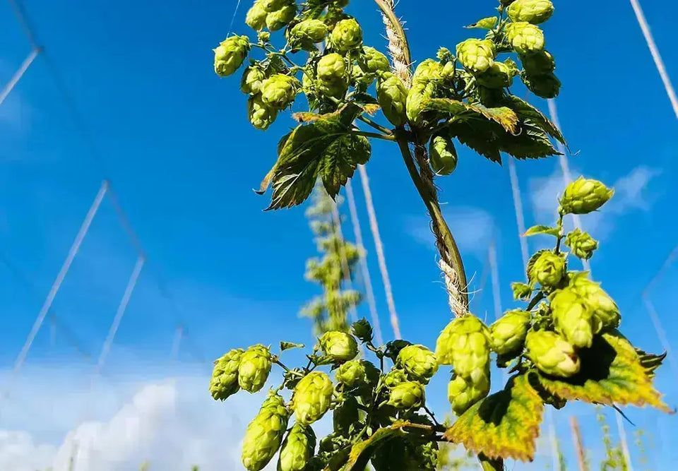 Hops Uk Exploring the Future of British Hops – Adnams PLC