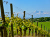 Get-together-with-Plaimont-wines Adnams PLC