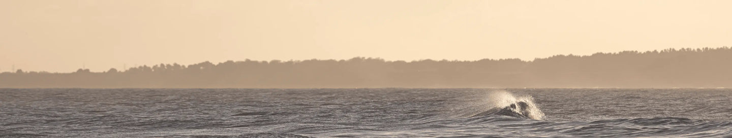 English Wine - Adnams PLC