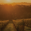 Private-Cellar Adnams PLC