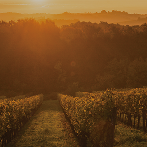 Private-Cellar Adnams PLC