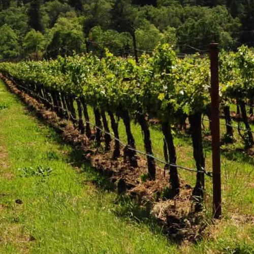 Vineyard with rows of grapevines on a sunny day 