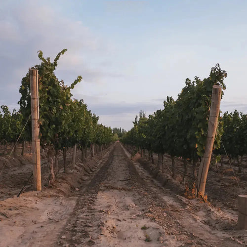 MAAL Biutiful Malbec, Mendoza - Adnams PLC