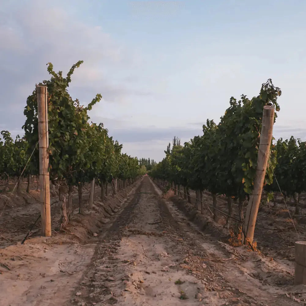 MAAL Biutiful Malbec, Mendoza, Argentina – Adnams PLC