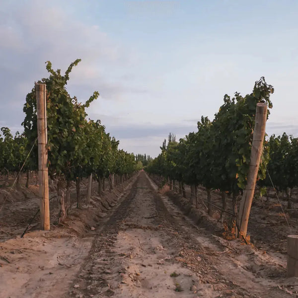 MAAL Biutiful Malbec, Mendoza - Adnams PLC