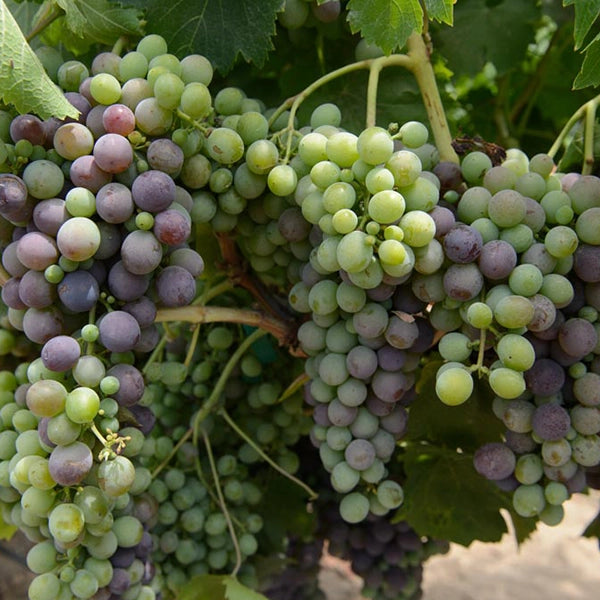 Odd Lot Pinot Noir Scheid Family, Monterey, California